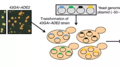 Visuel axe 1 - Identification and confirmation of the critical role of nucleolin in GAr-based translation inhibition in yeast