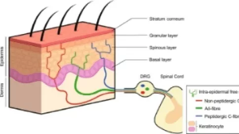 Visuel axe 3 - Intra-epidermal free nerve endings