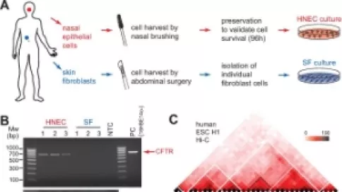 Visuel axe 1 - 5C analysis of the human CFTR locus in primary human cells