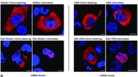 Visuel axe 1 - Splicing modifies mRNA localization and prevents nucleolin (NCL) - GAr mRNA interaction